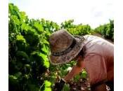 Sicilia vendemmia grande d’Europa: Menfi giorni vigneti, mare cucina contadina