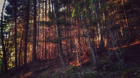 I colori del bosco al tramonto