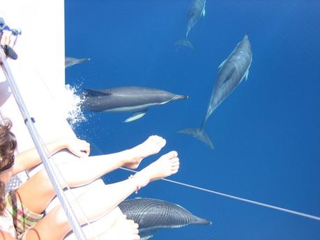 Da fare a Málaga: escursioni in catamarano a Puerto Marina