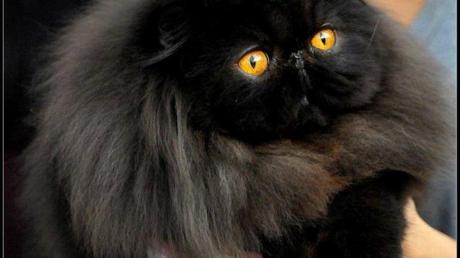  GIC Welcome The Black Diamond, DSM