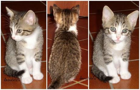 I cuccioli di Tosca: Macchia, Luna e Amilcare