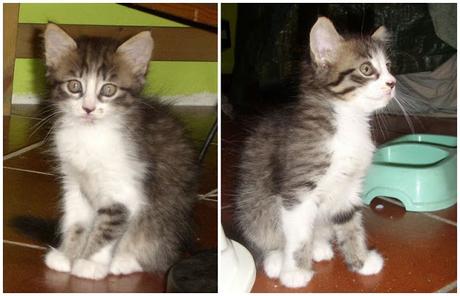 I cuccioli di Tosca: Macchia, Luna e Amilcare