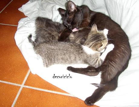 I cuccioli di Tosca: Macchia, Luna e Amilcare