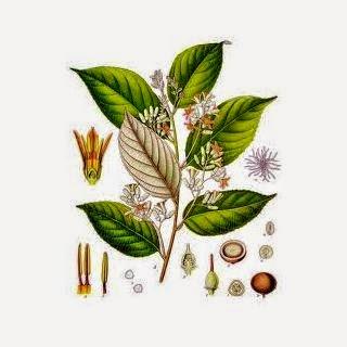 Benzoino, olio essenziale |