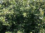 Presto sulle tavole mele della Valle Cupa?