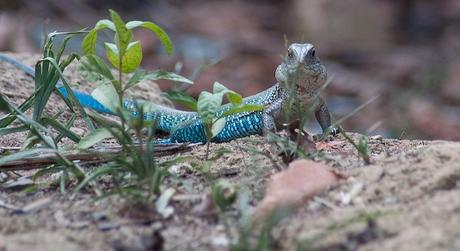 Ecoturismo in Brasile: una sfida difficile per proteggere un tesoro naturale inestimabile