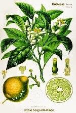 Bergamotto, olio essenziale