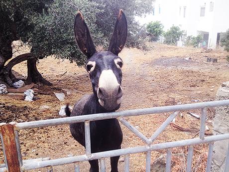 MY GREEK TRIP-SIFNOS