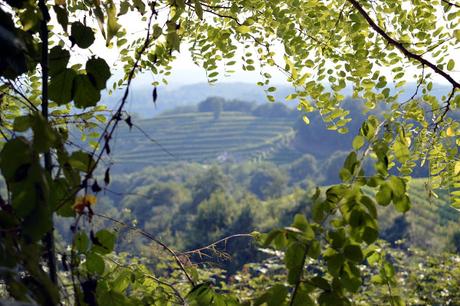 agriturismo borgoluce susegana treviso