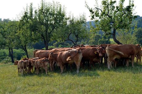 agriturismo borgoluce susegana treviso