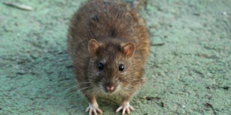 La città dei ratti. Video da un'invasione a Prati. E sotto la metro ormai è come a New York