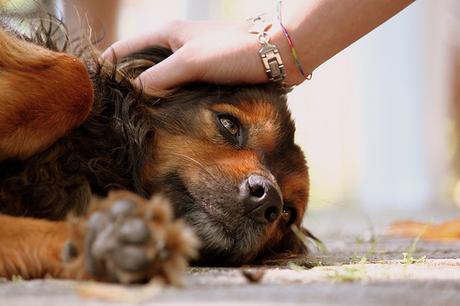 Dog Crazy di Mag Donohue (Recensione)