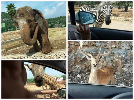 Animali liberi allo zoo Safari