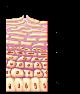 A tutto SCRUB: 10 cose da sapere