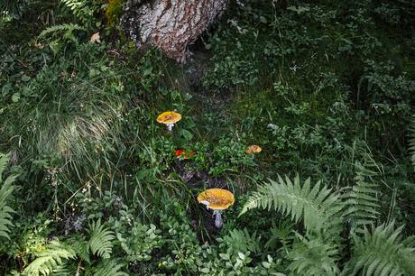 funghi nel bosco in Austria