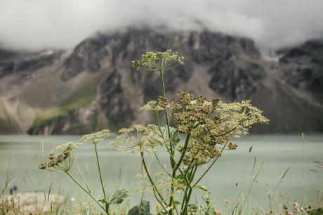 Wasserfallboden e Mooserboden, veduta dei laghi, Austria, vegetazione sul lago