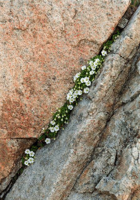 LAGORAI: Cima d'Asta