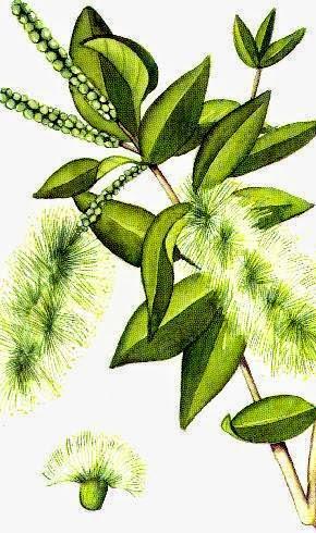 Cajeput, olio essenziale