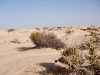 L'avanzata dei deserti sulla terra mette a rischio l'Italia del sud