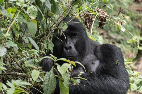 Dieci ragioni per andare in Uganda