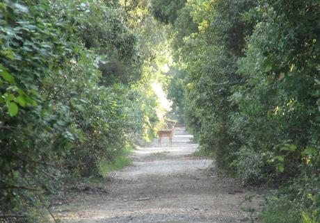 Holidays in Tuscany-5