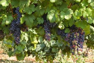 TORRAZZA COSTE (pv). Bottiroli: “Premiate le qualità del nostro terroir”. Per gli obiettivi del Consorzio “un segnale incoraggiante”.