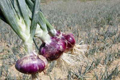 A Certaldo di scena la cipolla