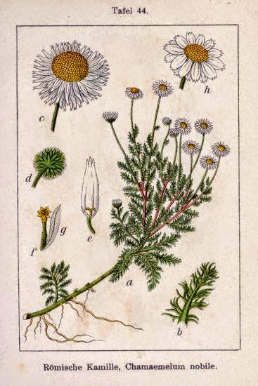 Camomilla romana, olio essenziale