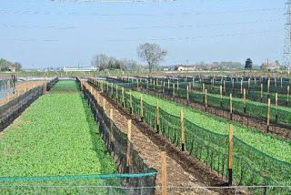 CHERASCO (cn). Torna lumaca tradizionale Incontro Internazionale Elicicoltura 