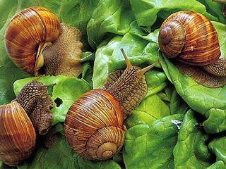 CHERASCO (cn). Torna lumaca tradizionale Incontro Internazionale Elicicoltura 