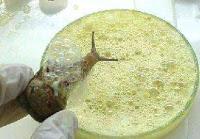 CHERASCO (cn). Torna lumaca tradizionale Incontro Internazionale Elicicoltura 