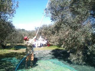 Nuovi corsi di olivicoltura e olive da tavola in Italia.