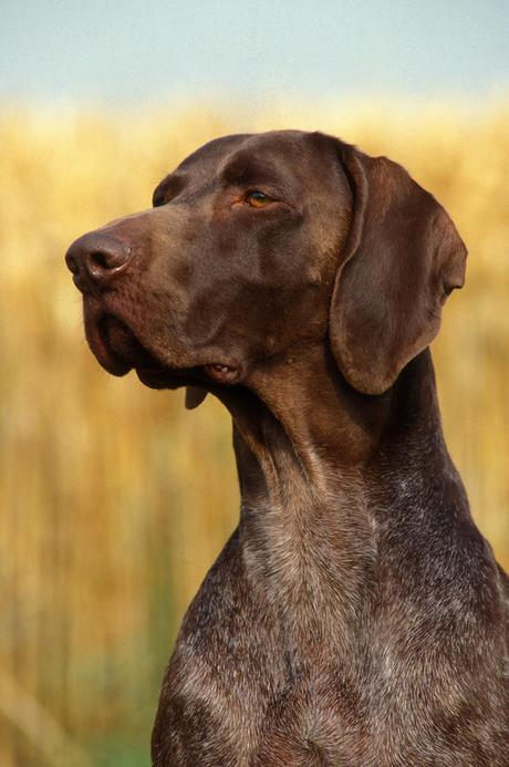SCUSATEMI, MA NON POTEVO SORVOLARE SU QUESTA NOTIZIA E NON FARVENE PARTECIPI, ANCHE SE IMMAGINO I VOSTRI OCCHI AL CIELO