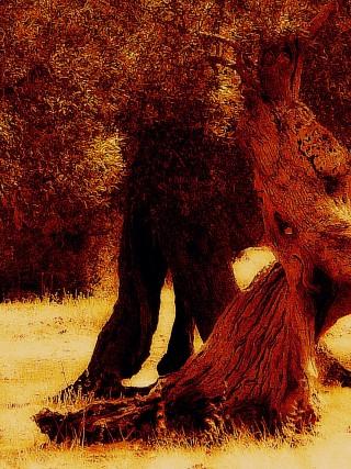 [eBook]: Gli Ulivi non piangono al Plenilunio