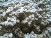 Hawaii: Monitoraggio coralli sistema riconoscimento “facciale”!