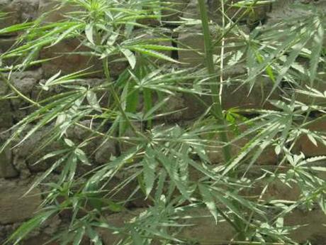 Una canna a Kathmandu