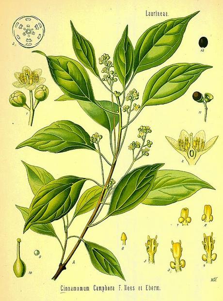 Canfora, olio essenziale