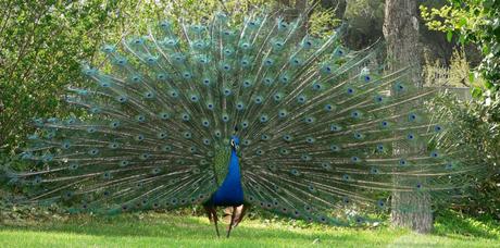 pavo-real