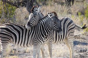 Namibia Discovery – l’Etosha