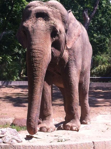 Berlino zoo Gluten Free Travel and Living