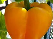 aggiornamento dall'orterrazzo: peperoni gialli maturi pomodori neri Black buonissimi