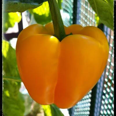 Un aggiornamento dall'orterrazzo: i peperoni gialli son maturi e pomodori neri Sun Black son buonissimi