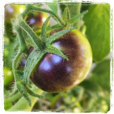 Un aggiornamento dall'orterrazzo: i peperoni gialli son maturi e pomodori neri Sun Black son buonissimi