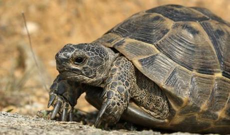 The Back to school Book Tag