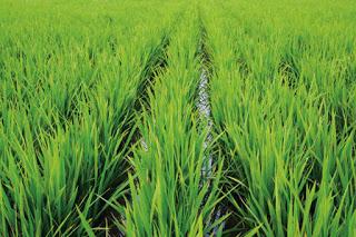 PAVIA. Riso, conto alla rovescia per la raccolta: anticipo di dieci giorni, +6% di superficie coltivata.