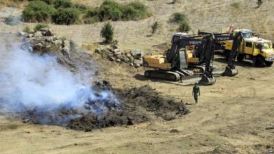 CORSICA - Due varietà di piante contaminate dalla Xilella fastidiosa + Video