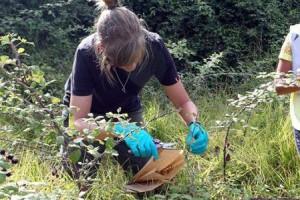 CORSICA - Primo caso di piante contaminate dalla Xilella fastidiosa + Video