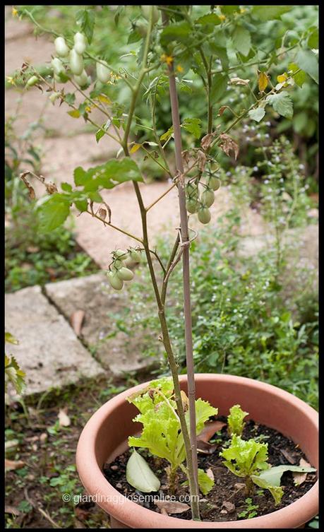 pomodoro in vaso