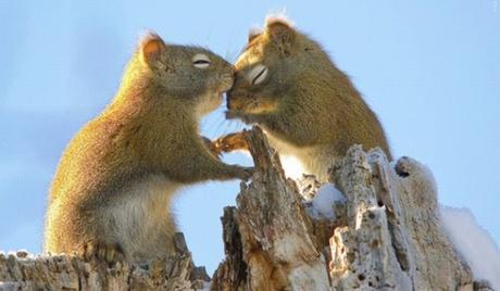 kissing-squirrels-3