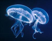 Salviamo le meduse o il buonsenso?